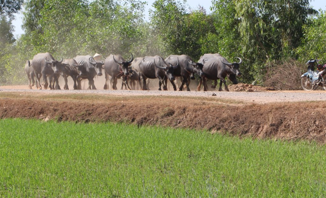 Đàn trâu đông đúc