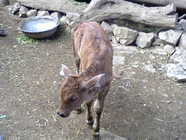 Mơ thấy nghé con