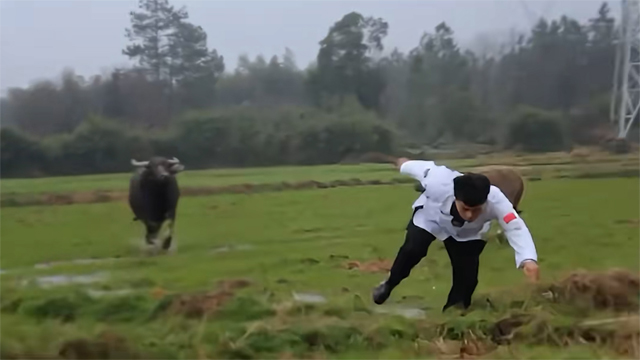 Nằm mơ thấy trâu rượt đuổi là điềm báo áp lực