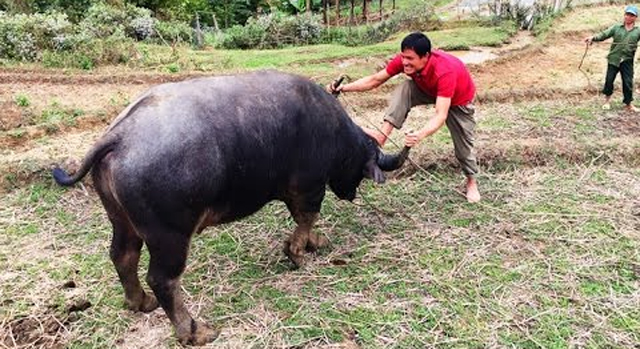 Mơ thấy trâu húc người