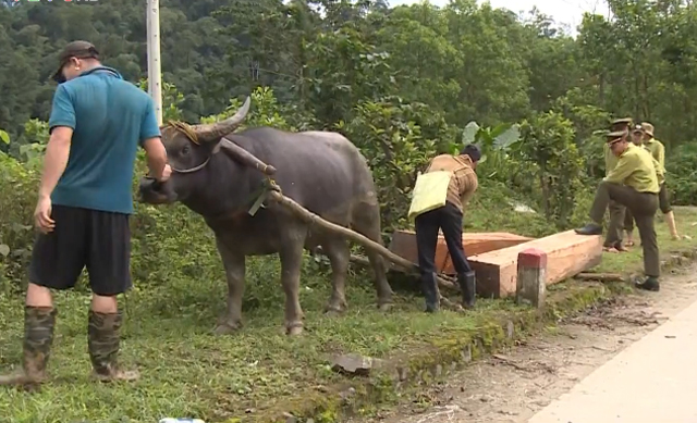 Trâu kéo gỗ nặng