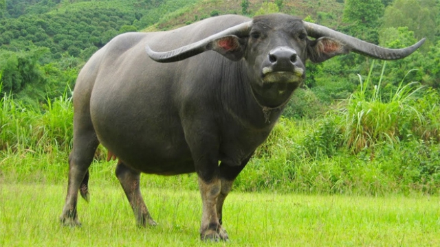 Mơ thấy trâu khổng lồ