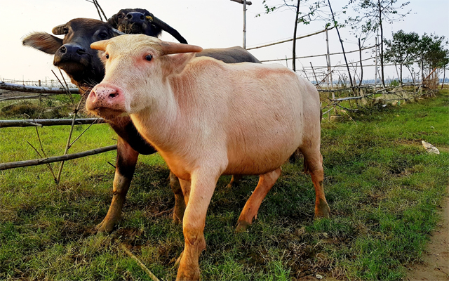 Mơ thấy trâu vàng mang lại tài lộc phú quý