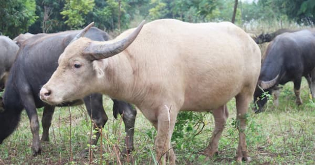 Chiêm bao thấy trâu trắng là điềm báo thăng tiến