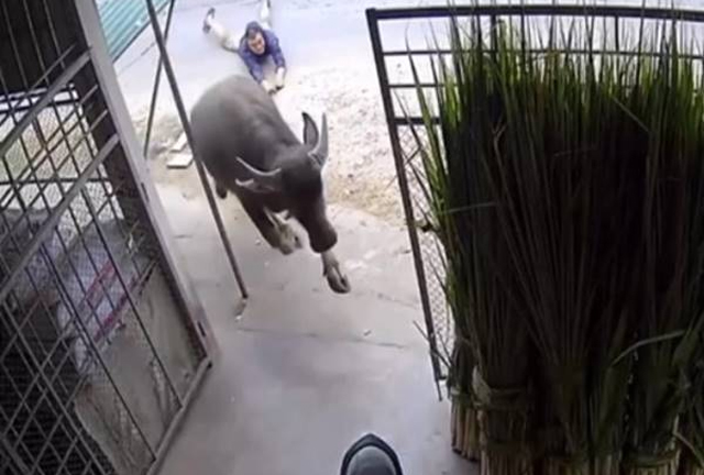 Trâu chạy vào nhà